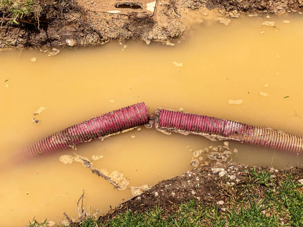 Best Carpet water damage restoration  in Wakefield, NE